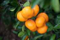 採れたて甘い手摘み有田みかん&nbsp;10kg&nbsp;S～Lサイズ不揃い