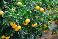 採れたて甘い手摘み有田みかん&nbsp;10kg&nbsp;S～Lサイズ不揃い