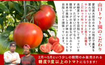 【先行予約&nbsp;2026年2月～5月出荷予定／限定50箱】全国トマト選手権銅賞受賞トマト『銀丸山口トマト』高糖度トマト　L~Mサイズ