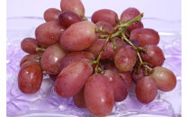 ぶどう&nbsp;2026年&nbsp;紫苑&nbsp;2房&nbsp;約1.2kg&nbsp;岡山県産&nbsp;お届け&nbsp;11月上旬～11月下旬