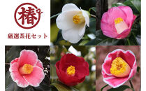 椿苗　美しく咲く厳選茶花品種5種セット