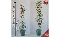 椿苗　美しく咲く厳選茶花品種5種セット