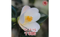 椿苗　美しく咲く厳選茶花品種5種セット