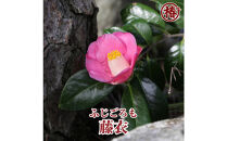 椿苗　美しく咲く厳選茶花品種5種セット