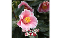 椿苗　美しく咲く厳選茶花品種5種セット