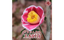 椿苗　美しく咲く厳選茶花品種5種セット