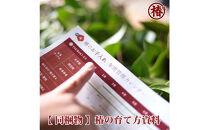 椿苗　美しく咲く厳選茶花品種5種セット