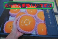 甘柿　太秋柿 輝太郎柿 詰め合わせ 5L×7個入（2.5kg以上） 化粧箱入り【2025年10月17日頃より発送】