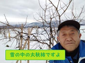 甘柿　太秋柿 輝太郎柿 詰め合わせ 4L×8個入（2.45kg以上） 白箱入り【2025年10月17日頃より発送】