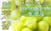 ［先行予約］和歌山&nbsp;有田産&nbsp;マスカットオブアレキサンドリア&nbsp;約1kg&nbsp;2～3房&nbsp;［2026年8月下旬より順次発送予定］
