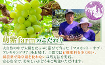 ［先行予約］和歌山&nbsp;有田産&nbsp;マスカットオブアレキサンドリア&nbsp;約1kg&nbsp;2～3房&nbsp;［2026年8月下旬より順次発送予定］