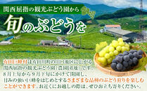 ［先行予約］和歌山&nbsp;有田産&nbsp;マスカットオブアレキサンドリア&nbsp;約1kg&nbsp;2～3房&nbsp;［2026年8月下旬より順次発送予定］