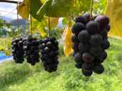 ［先行予約］和歌山&nbsp;有田産&nbsp;種なし&nbsp;BKシードレス&nbsp;約1kg&nbsp;2～3房&nbsp;［2026年8月下旬より順次発送予定］