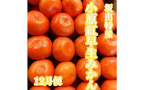 【定期便全7回】美味しい果物定期便　