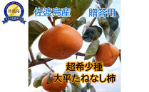 【2026年11月以降発送】佐渡島の希少柿　大平たねなし柿6個　贈答用