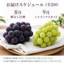 定期便&nbsp;8・9月発送&nbsp;紀州有田産旬のぶどうセット（種なし巨峰×約2kg・シャインマスカット×約2kg）