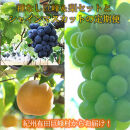 定期便 8・9月発送 紀州有田産旬のフルーツセット（種なし巨峰＆梨セット×計約2kg・シャインマスカット×約2kg）