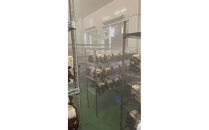 いりすのきのこ&nbsp;生きくらげ（70g×4パック）｜着物レンタル&nbsp;着付け&nbsp;選べるプラン&nbsp;チケット&nbsp;体験&nbsp;観光&nbsp;ICスタイル&nbsp;ふるさと納税&nbsp;出雲市