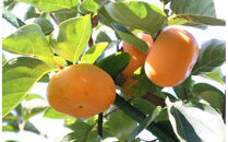 ＜2026年11月上旬から中旬&nbsp;発送＞福岡県オリジナル品種【秋王】（柿）約3.5kg