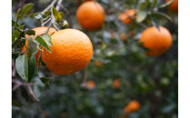 博多　嗣味　活〆天然クエのしゃぶしゃぶ　２～３人前