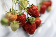 【オーガニックnico】有機栽培のいちご狩り1名分(2026年3月～4月開催)｜京都&nbsp;大原野&nbsp;いちご&nbsp;食べ放題&nbsp;人気&nbsp;おすすめ&nbsp;[&nbsp;有機いちご&nbsp;40分いちご狩り＋お土産付き&nbsp;幼児は無料&nbsp;人気&nbsp;おすすめ&nbsp;果物&nbsp;フルーツ&nbsp;フルーツ狩り&nbsp;ふるさと納税&nbsp;]