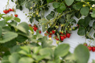 【オーガニックnico】有機栽培のいちご狩り1名分(2026年3月～4月開催)｜京都&nbsp;大原野&nbsp;いちご&nbsp;食べ放題&nbsp;人気&nbsp;おすすめ&nbsp;[&nbsp;有機いちご&nbsp;40分いちご狩り＋お土産付き&nbsp;幼児は無料&nbsp;人気&nbsp;おすすめ&nbsp;果物&nbsp;フルーツ&nbsp;フルーツ狩り&nbsp;ふるさと納税&nbsp;]