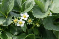 【オーガニックnico】有機栽培のいちご狩り1名分(2026年3月～4月開催)｜京都&nbsp;大原野&nbsp;いちご&nbsp;食べ放題&nbsp;人気&nbsp;おすすめ&nbsp;[&nbsp;有機いちご&nbsp;40分いちご狩り＋お土産付き&nbsp;幼児は無料&nbsp;人気&nbsp;おすすめ&nbsp;果物&nbsp;フルーツ&nbsp;フルーツ狩り&nbsp;ふるさと納税&nbsp;]