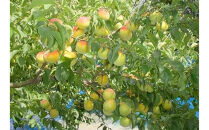 ［先行予約］紀州産&nbsp;完熟南高梅&nbsp;生梅&nbsp;1.5kg［2026年発送分］hjumys024