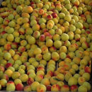 ［先行予約］紀州産&nbsp;完熟南高梅&nbsp;生梅&nbsp;1.5kg［2026年発送分］hjumys024