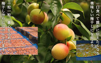 紀州南高梅 蜂蜜つぶれ梅 塩分5％ 2kg (500g×4) ［Kn23］