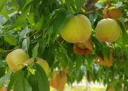 岡山市産 清水白桃 ご家庭用 大玉3玉 ＜2026年7月上旬～8月下旬頃出荷＞