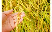 【令和７年産】大田原産コシヒカリ　精米５ｋｇ