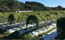 大田原産　自然薯（カット品）600ｇ［常温発送］