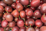 【2026年発送&nbsp;先行受付】パッションフルーツ&nbsp;化粧箱12個入り×2箱&nbsp;計24個【武富農園】【果物&nbsp;くだもの&nbsp;食品&nbsp;パッションフルーツ&nbsp;南国&nbsp;トロピカルフルーツ&nbsp;美味しいフルーツ&nbsp;自然の恵み&nbsp;フルーツギフト&nbsp;新鮮フルーツ&nbsp;国産フルーツ&nbsp;健康志向&nbsp;果汁たっぷり&nbsp;夏の味覚&nbsp;果物詰め合わせ&nbsp;季節の果物&nbsp;贈り物&nbsp;&nbsp;鹿児島県&nbsp;奄美大島&nbsp;瀬戸内町】