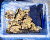 和歌山 塩津 牡蠣 殻付き 加熱用 サイズ 無選別 約1.5kg 冷蔵 【2026年4月～6月頃発送予定】