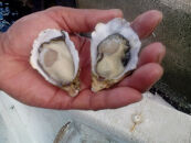 和歌山 塩津 牡蠣 殻付き 加熱用 サイズ 無選別 約1.5kg 冷蔵 【2026年4月～6月頃発送予定】