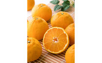 【定期便全6回】えひめかんきつ定期便