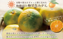 和歌山県産&nbsp;極早生みかん&nbsp;家庭用&nbsp;Mサイズ&nbsp;3kg&nbsp;［Sn13］