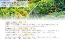 和歌山県産&nbsp;極早生みかん&nbsp;家庭用&nbsp;Lサイズ&nbsp;計10kg（5kgx2箱）&nbsp;［Sn9］