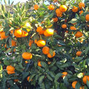 下津みかん&nbsp;小粒みかん&nbsp;約3kg