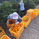 下津みかん&nbsp;小粒みかん&nbsp;約3kg