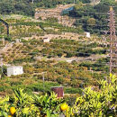 下津みかん&nbsp;小粒みかん&nbsp;約3kg