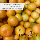 下津みかん&nbsp;小粒みかん&nbsp;約3kg