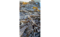 【湘南腰越名産！】湯通し「天然塩蔵わかめ」250g×2袋