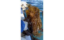 【湘南腰越名産！】湯通し「天然塩蔵わかめ」250g×2袋