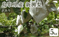 訳あり&nbsp;鳥取県産&nbsp;新興&nbsp;梨&nbsp;5kg｜鳥取梨&nbsp;梨&nbsp;なし&nbsp;新興&nbsp;しんこう&nbsp;鳥取&nbsp;期間限定&nbsp;送料無料&nbsp;鳥取県&nbsp;三朝町　旬　和梨　ナシ　果物フルーツ　くだもの　わけあり　国産　期間限定　季節限定&nbsp;産地直送　新鮮　新興梨　鳥取県産梨　フレッシュ　訳あり　家庭用