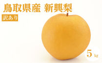 訳あり&nbsp;鳥取県産&nbsp;新興&nbsp;梨&nbsp;5kg｜鳥取梨&nbsp;梨&nbsp;なし&nbsp;新興&nbsp;しんこう&nbsp;鳥取&nbsp;期間限定&nbsp;送料無料&nbsp;鳥取県&nbsp;三朝町　旬　和梨　ナシ　果物フルーツ　くだもの　わけあり　国産　期間限定　季節限定&nbsp;産地直送　新鮮　新興梨　鳥取県産梨　フレッシュ　訳あり　家庭用