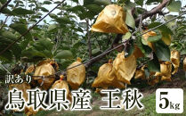 訳あり&nbsp;鳥取県産&nbsp;王秋&nbsp;梨&nbsp;5kg｜鳥取梨&nbsp;なし&nbsp;王秋&nbsp;王秋梨&nbsp;期間限定&nbsp;送料無料&nbsp;鳥取県&nbsp;三朝町&nbsp;フルーツ&nbsp;果物　くだもの　わけあり&nbsp;なし&nbsp;ナシ&nbsp;和梨　先行予約季節限定　国産&nbsp;直送&nbsp;旬&nbsp;秋&nbsp;国産&nbsp;ヘルシー&nbsp;ビタミン豊富　鳥取県産梨　訳あり&nbsp;