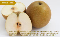 訳あり&nbsp;鳥取県産&nbsp;王秋&nbsp;梨&nbsp;5kg｜鳥取梨&nbsp;なし&nbsp;王秋&nbsp;王秋梨&nbsp;期間限定&nbsp;送料無料&nbsp;鳥取県&nbsp;三朝町&nbsp;フルーツ&nbsp;果物　くだもの　わけあり&nbsp;なし&nbsp;ナシ&nbsp;和梨　先行予約季節限定　国産&nbsp;直送&nbsp;旬&nbsp;秋&nbsp;国産&nbsp;ヘルシー&nbsp;ビタミン豊富　鳥取県産梨　訳あり&nbsp;