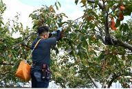 【先行予約：2025年11月中下旬～発送】&nbsp;富有柿&nbsp;「訳あり」採れたて産地直送「ご家庭用」&nbsp;Lサイズ28個入【岐阜県大野町産】